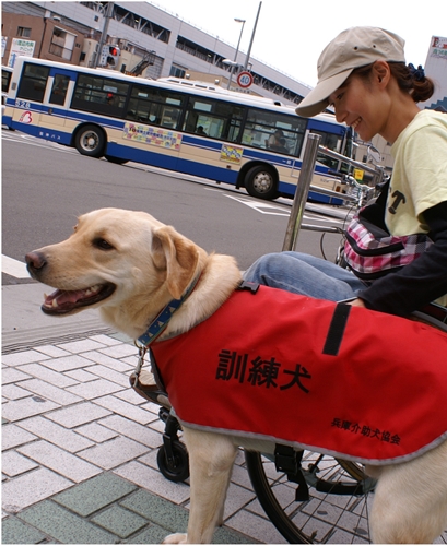 認定ＮＰＯ法人兵庫介助犬協会 | H2Oサンタ