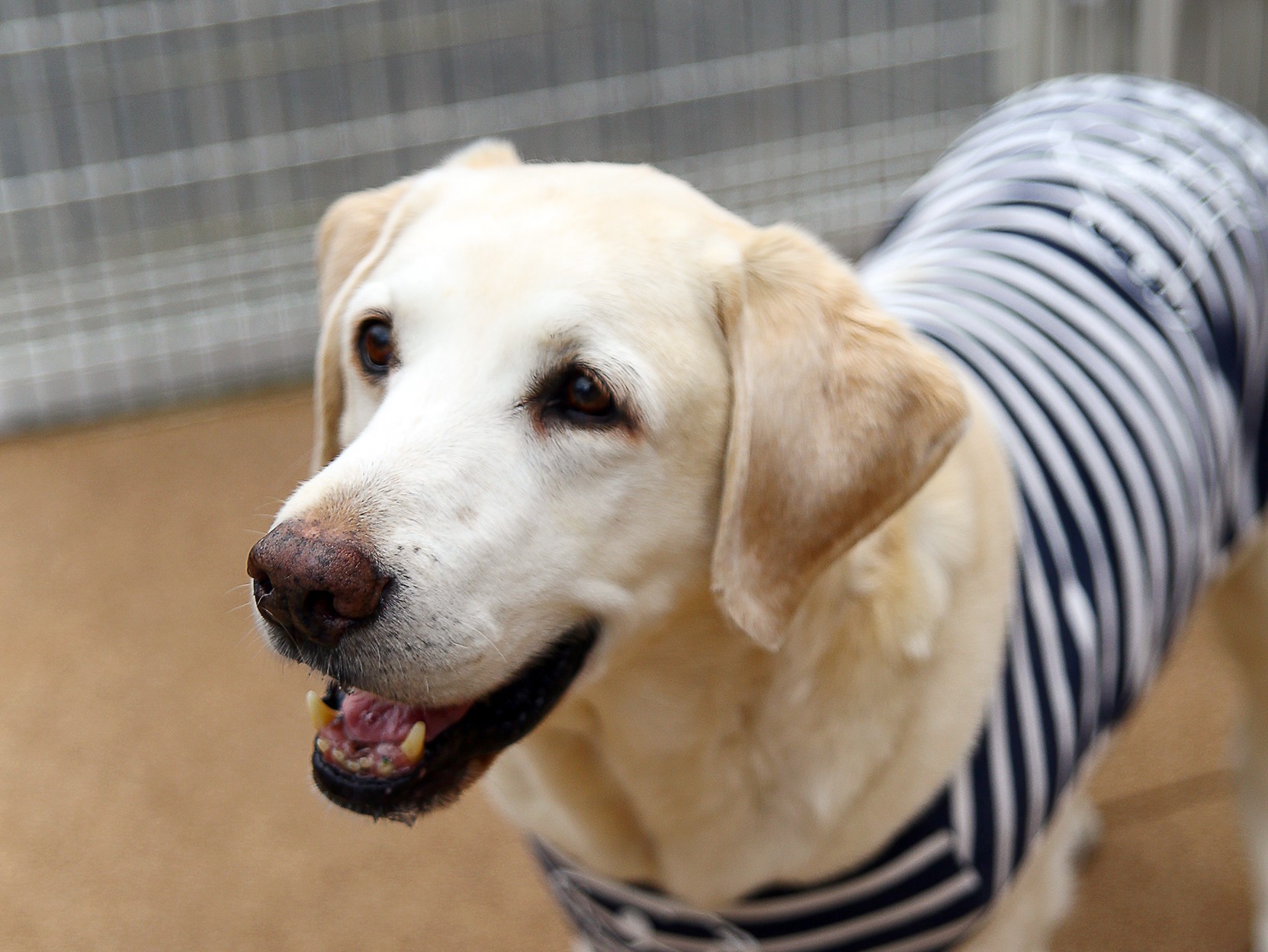 １２月２２日（土）のＨ２Ｏサンタチャリティートークイベントは＜ＮＰＯ法人日本サービスドッグ協会＞ | H2Oサンタ